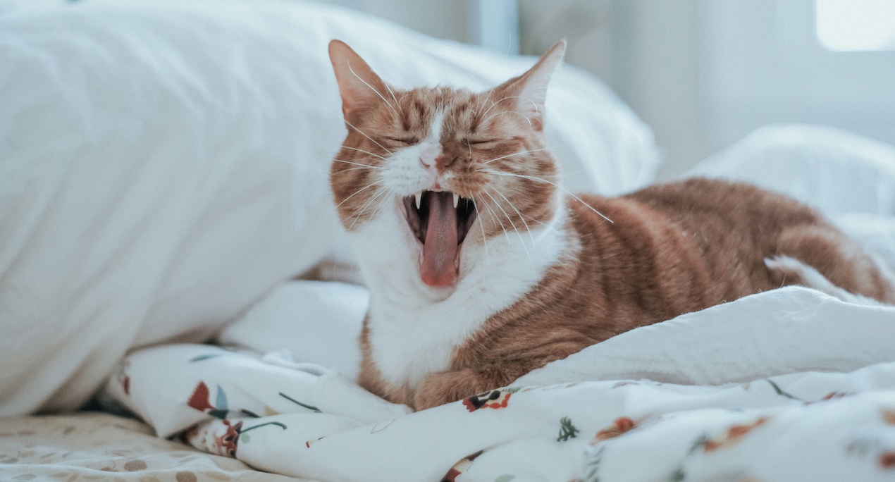 cat on bed